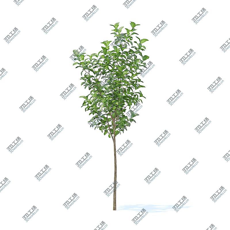 images/goods_img/2021040163/3D Fruit Trees 3D Models Collection  Volume 95/2.jpg